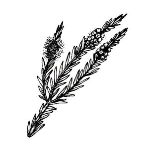 Picture of tea tree essential oil – 10ml